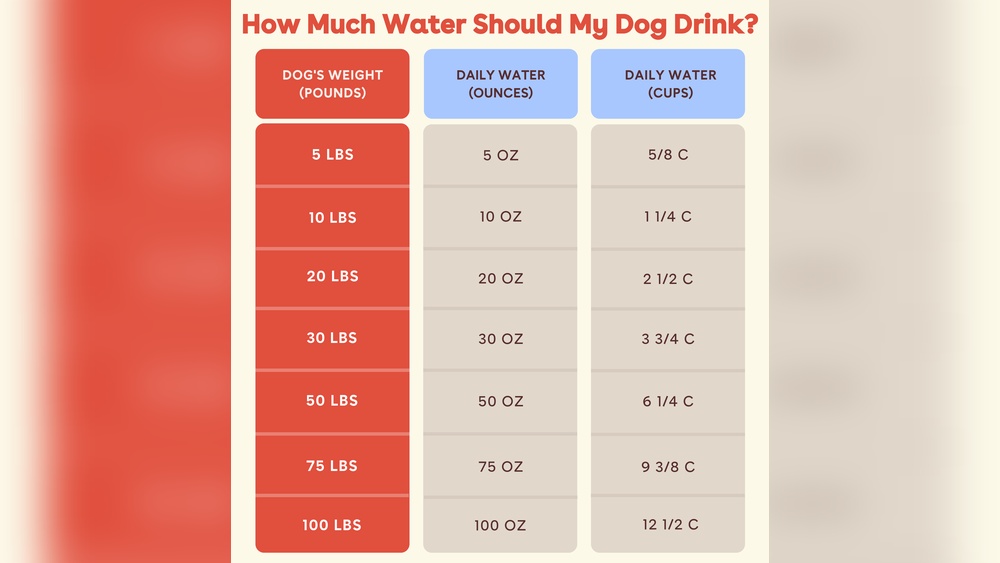 Read more about the article How Much Water Should a Dog Drink a Day: Essential Hydration Tips